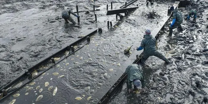 Ein letztes Mal wurde der große Teich abgefischt