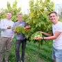 Die "Bananenbauern" Dominik Reiter, Julian Pauger und Philipp Ertl kultivieren Indianerbananen an drei Standorten in der Oststeiermark
