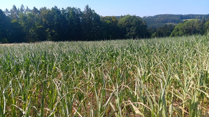 Die Pflanzen auf einem Maisacker haben wegen der großen Trockenheit bereits ihre Blätter eingerollt.