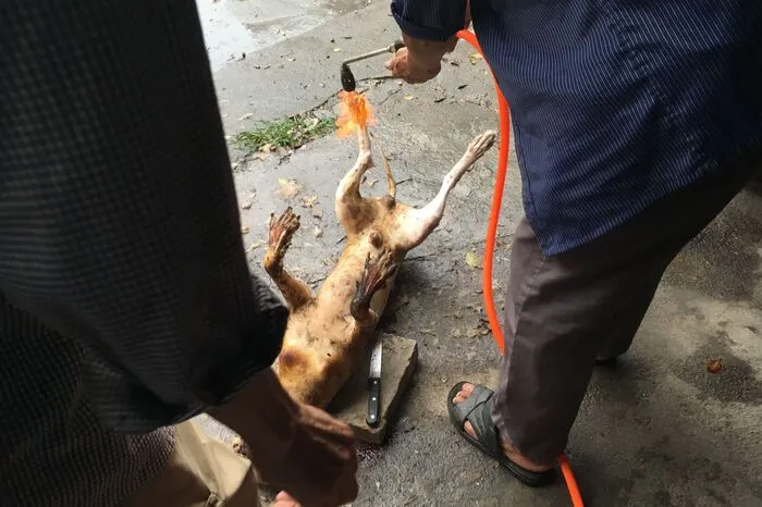 Alljährlich werden zu diesem Anlass mehr als 10.000 Tiere geschlachtet...