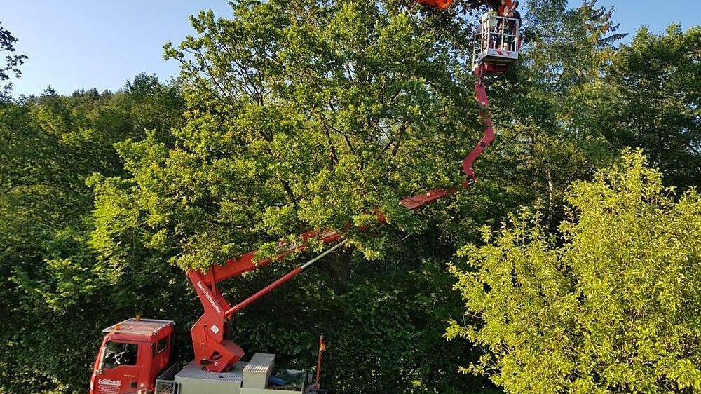 FF Weinitzen-Oberschöckl holte Gleitschirm vom Baum