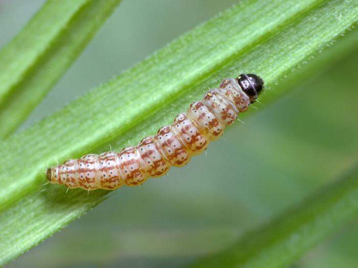 Die Larve einer Caryocolum tricorella zu deren Gruppe Caryocolum hervigvanstaai gehört