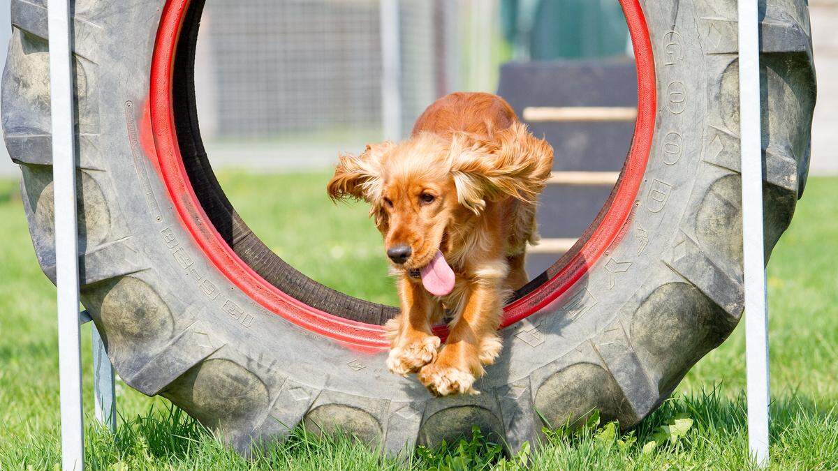 Frühlingszeit ist auch Hundeschulezeit. Anmeldungen sind im Bezirk bereits möglich