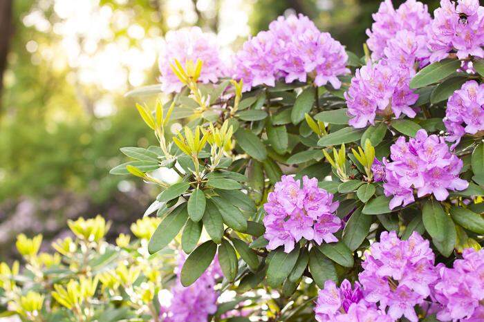 Kann ich einen Rhododendron in ein ursprüngliches Planschbecken setzen?