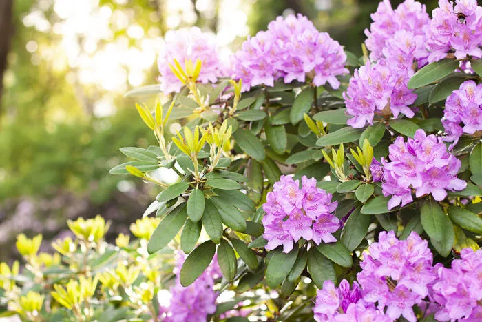 wirkung thuja c30 Pflger Thuja extern Globuli Thuja occidentalis C30 (10 mg) 10 g