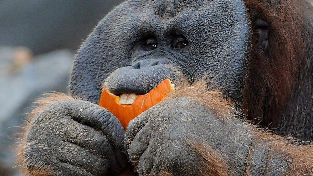 Am Wochenende gibt es in mehreren Städten und in Zoos Veranstaltungen im Zeichen der Orang-Utans