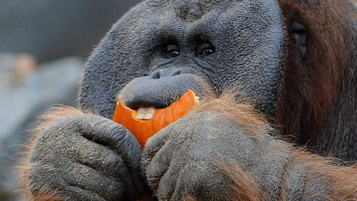 Am Wochenende gibt es in mehreren Städten und in Zoos Veranstaltungen im Zeichen der Orang-Utans