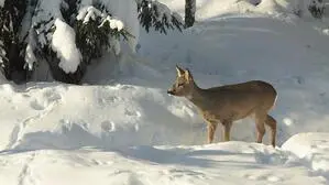 Ein Foto von einem Reh im Winter | Bei Rehwild und Rotwild gilt gerade die Schonzeit 