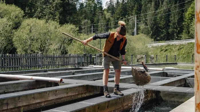 Christian Kohlmayr, Geschäftsführer der Fischerei Ausseerland, spricht von einer „Katastrophe für die Fischzüchter“