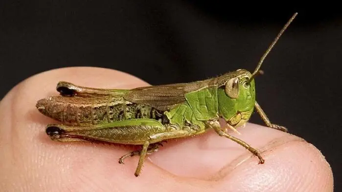 Heuschrecken, Grillen und Zikaden: Forscher waren Insektengesängen auf der Spur (Symbolfoto)