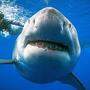Brav issie: Ein großes Hai-Weibchen gab sich vor der Küste Hawaiis umgänglich
