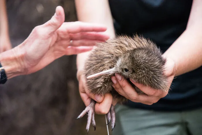 Neuseeland. Der Titel „Schnabel der Welt“ geht an den Kiwi. Die putzigen Vögel sind Neuseelands Wappentier. Kiwi-Freunden sei deshalb der Kiwi House and Native Bird Park in Otorohanga ans Herz gelegt.