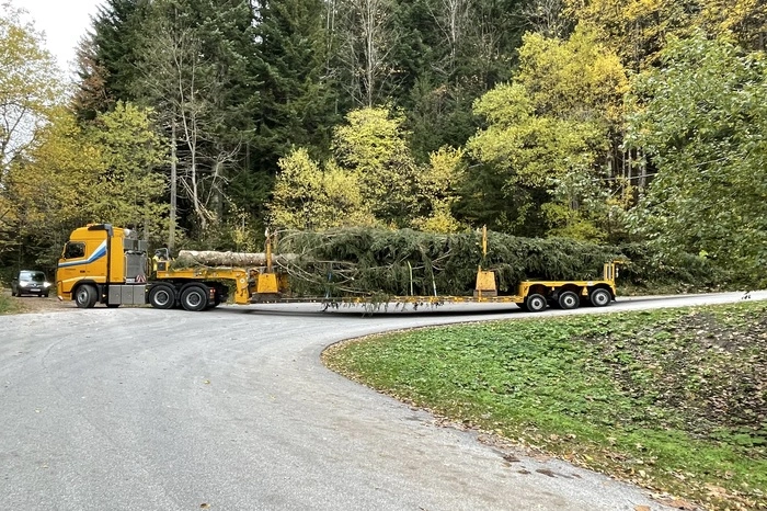 Zum Einsatz kam ein spezieller Aufleger der Firma Prangl, die den Baum auch nach Graz transportierte