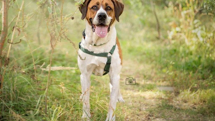 Berner-Sennen Mix, 2013
Daisy ist eine sehr liebe Hündin. Sie wurde auf einem Hof gehalten und hat nicht viel kennengelernt. Daher ist nicht bekannt, wie sie auf andere Tiere reagiert. Hunde mag sie nach Sympathie, wobei sie ruhige Artgenossen bevorzugt. Daisy ist grundsätzlich sehr zugänglich. Sie möchte allerdings nicht berührt werden und reagiert mit Schnappen, wenn man sich nicht daran hält. Liebt Fußbälle. Leider ist ihr Besitzer verstorben. Es würde ihr gefallen, wieder auf einem abgeschiedenen Hof leben und einfach Hund sein zu dürfen!