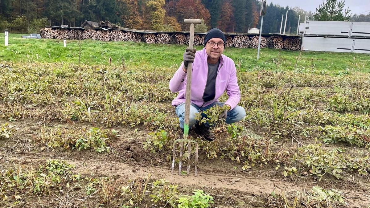 Christoph Zirngast während der Ernte der Erdnüsse auf seinem Feld in Großklein