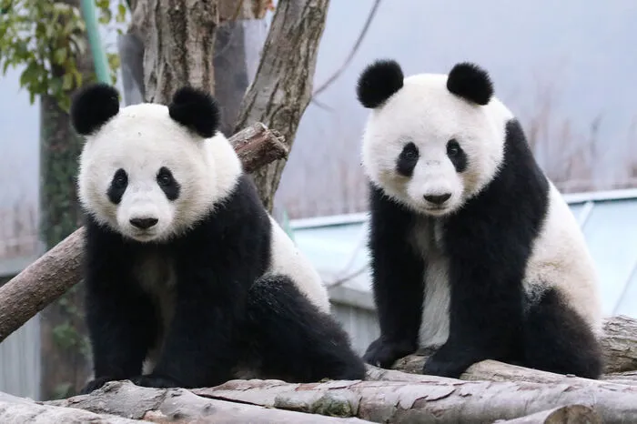 Für die Zwillinge ist die vorgeschriebene Quarantäne-Zeit in der chinesischen Panda-Station mittlerweile vorbei.