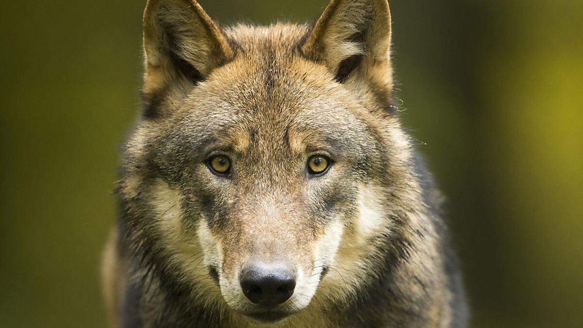 Der Wolf ist wieder da und riss am Wochenende in Osttirol mehr als ein Dutzend Schafe