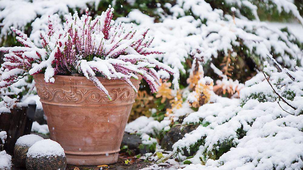 Gerade immergrüne Pflanzen muss man im Winter gießen