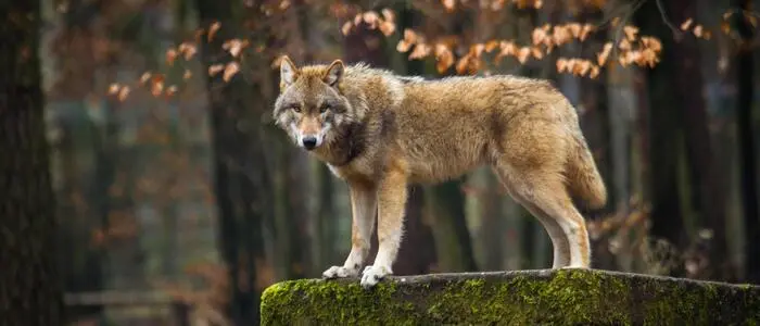 Wolf