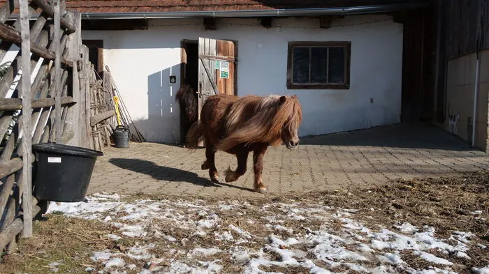Vom Stall geht es hinaus ins Freie.