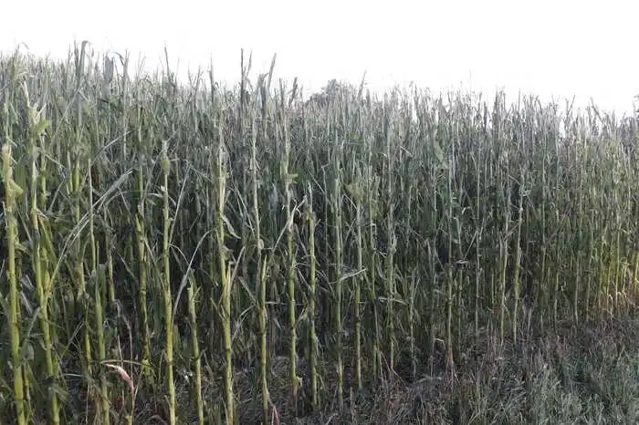 Die traurige Folge des Hagels: Viele landwirtschaftliche Kulturen wurden zerstört.