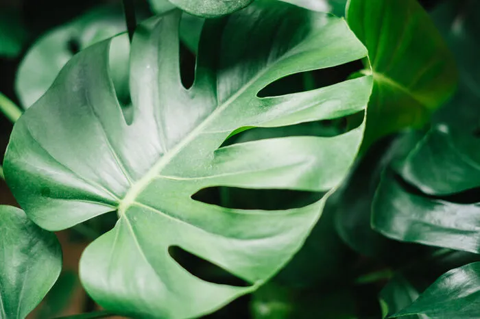 Monstera. Der Beiname "Fensterblatt" kommt nicht von ungefähr: Ein heller Raum (bitte nicht direkt in die Sonne stellen) ist alles, was die Monstera braucht. Obwohl sie sehr groß ist, kommt sie mit einer Kanne Wasser pro Woche aus.
