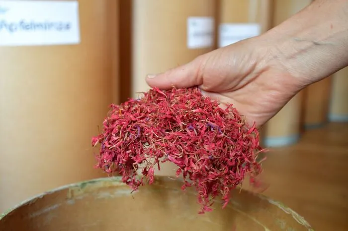 Goldmelisse sorgt für kräftige Farbe.