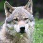 Auch in der Steiermark soll eine Wolfsverordnung kommen, die eine Entnahme von Wölfen möglich macht. Schutzzäune werden subventioniert