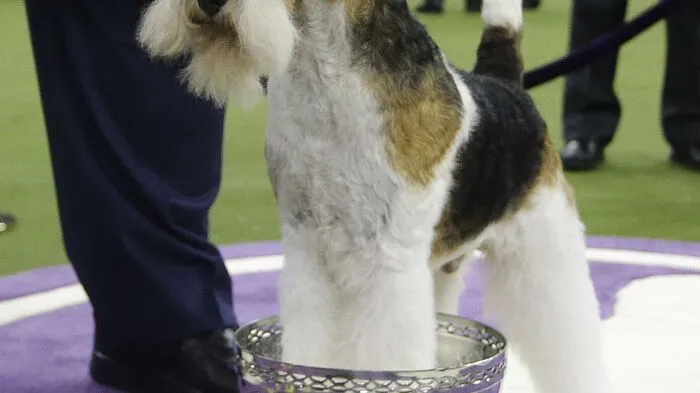 Der sieben Jahre alte weiß-schwarz-braun gemusterte Rüde "King" belegte am Dienstagabend (Ortszeit) im New Yorker Madison Square Garden in der Königskategorie "Best in Show" den ersten Platz, wie der Westminster Kennel Club mitteilte.    