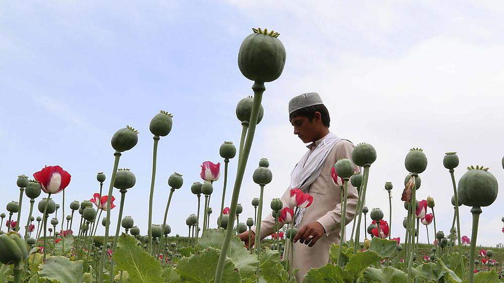 Afghanistan bleibt das Hauptanbaugebiet von Schlafmohn