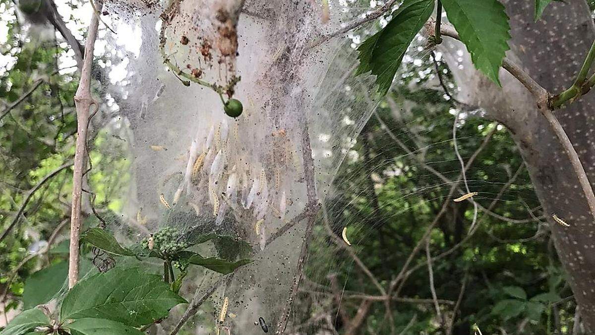 Die Traubenkirschen-Gespinstmotte treibt in Graz ihr &quot;Unwesen&quot;