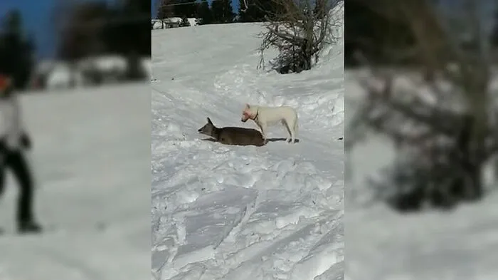 Der Hund ließ nicht von dem Reh ab 