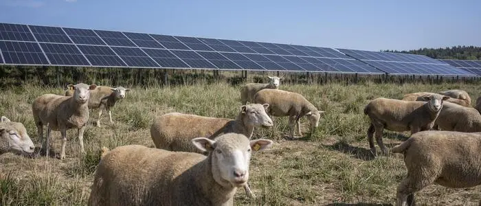 Im Vordergrund laufen Schafe durch das Bild, im Hintergrund ist eine riesige Solaranlage.