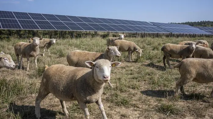 Im Vordergrund laufen Schafe durch das Bild, im Hintergrund ist eine riesige Solaranlage.
