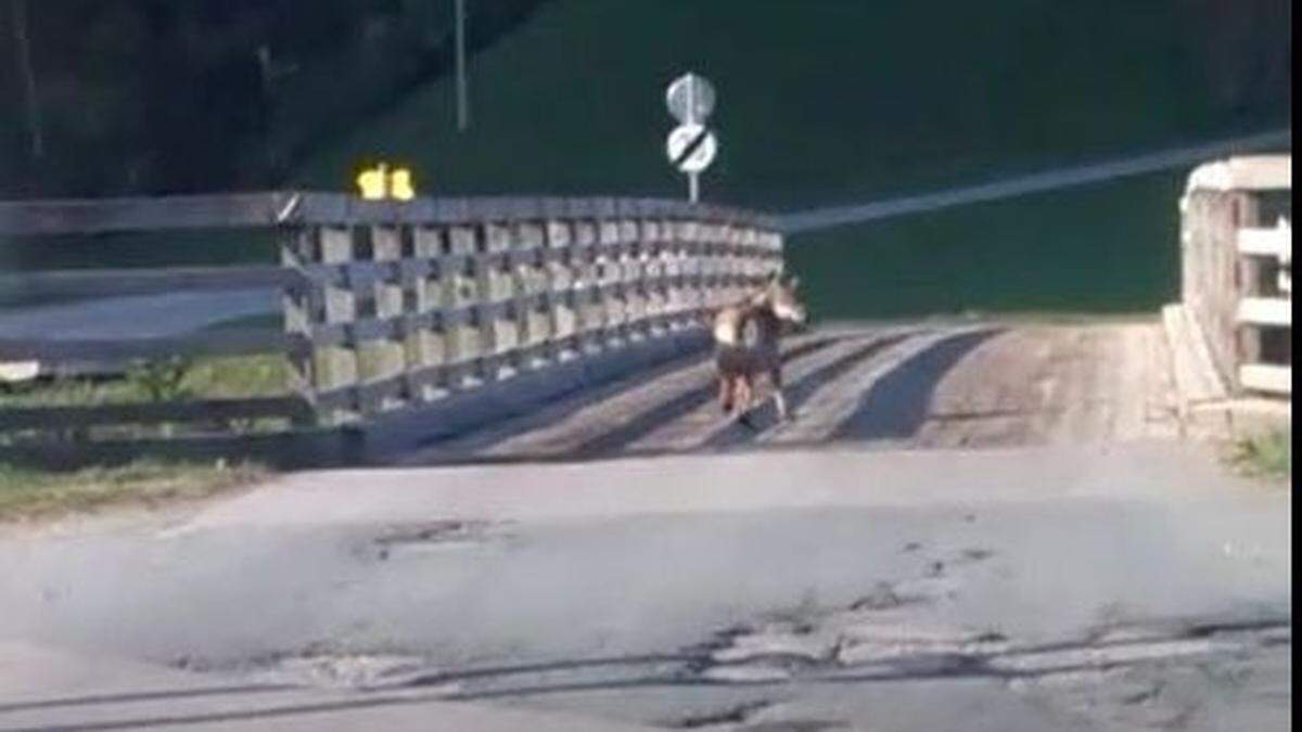 Drei junge Matreierinnen entdeckten das Tier am Straßenrand. Es lief vor ihrem Auto her und wurde dabei gefilmt