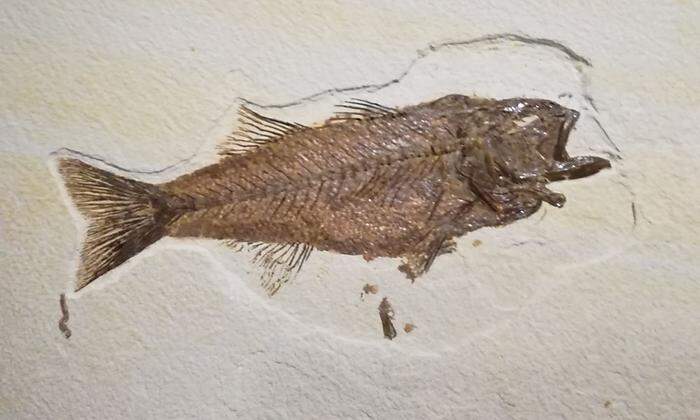 Dieses Fossil des Urgroßvaters aller Zander ist 55 Millionen Jahre alt