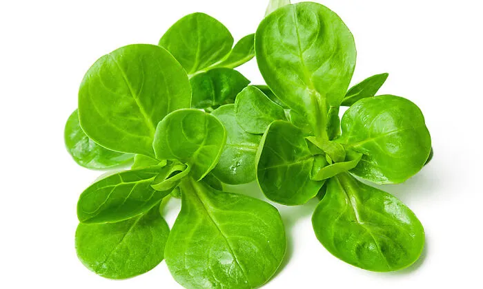 Vogerlsalat am besten mit Kernöl