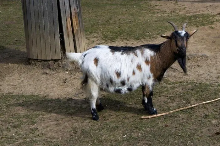 Die Frühlingszeit weckt die Aktivitäten der kleinen und großen, jungen und alten Tierparkbewohner