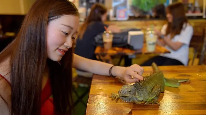 Besucher im Chea Ratys Cafe in Phnom Penh sollten keine Berührungsängste mit Reptilien, Schlangen und Spinnentieren haben.