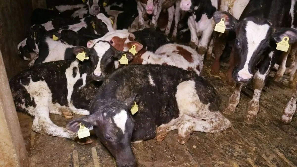 Aufnahme vom Betrieb in Oberösterreich