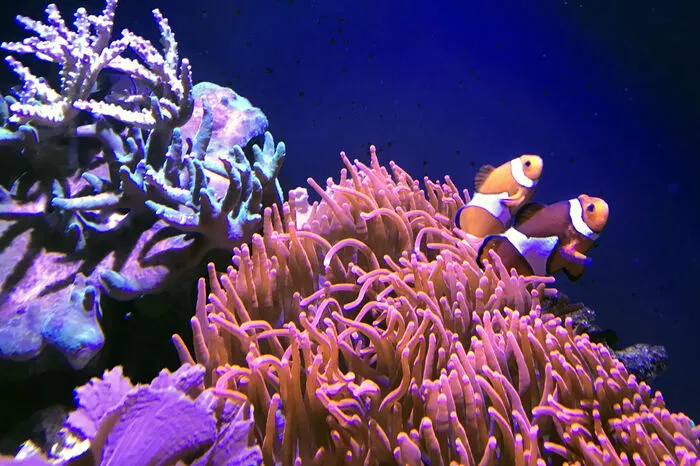 Blasenanemone und Clownfische