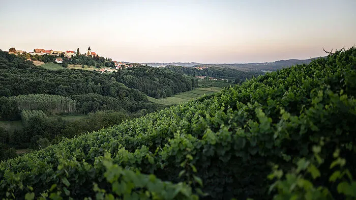 Weinbau im vulkanland - rund um Sankt Anna am Aigen, wo man auch "Weinwandern für die Sinne" kann