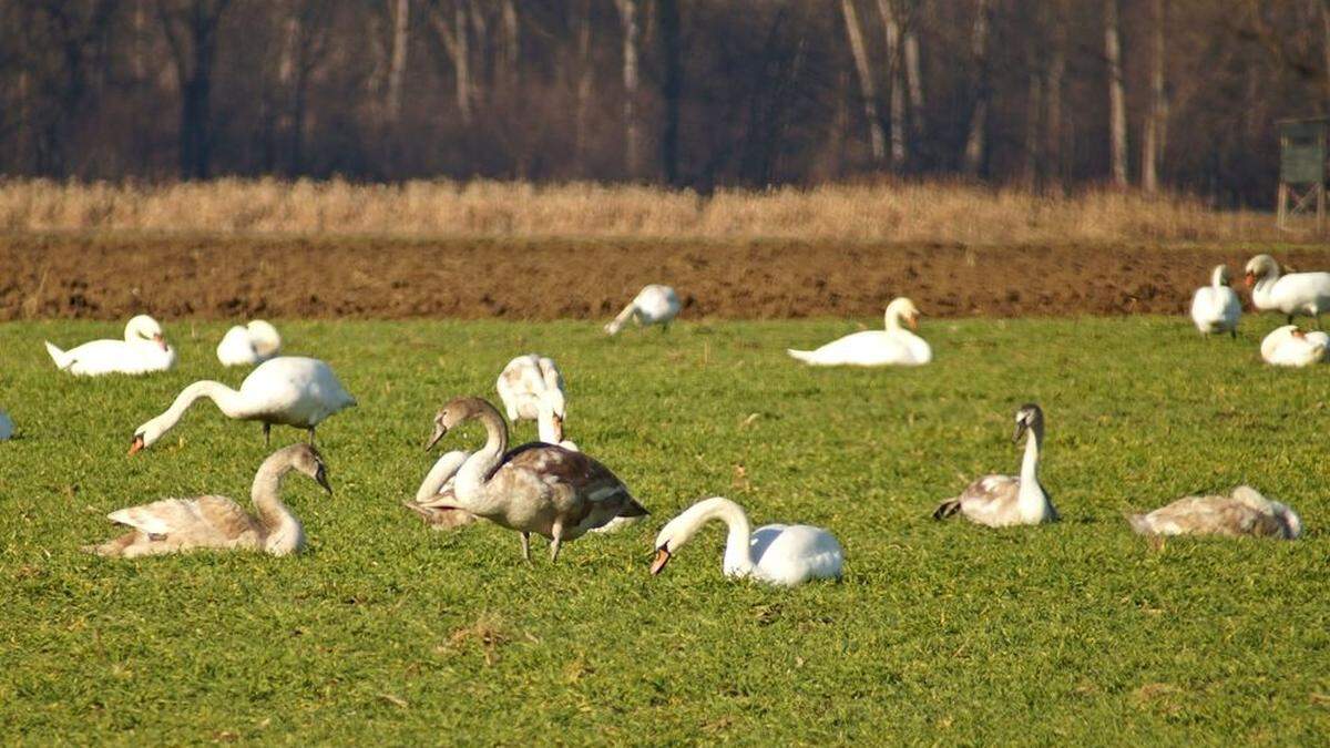 Auf der Wiese in Sicheldorf tummelt es sich derzeit