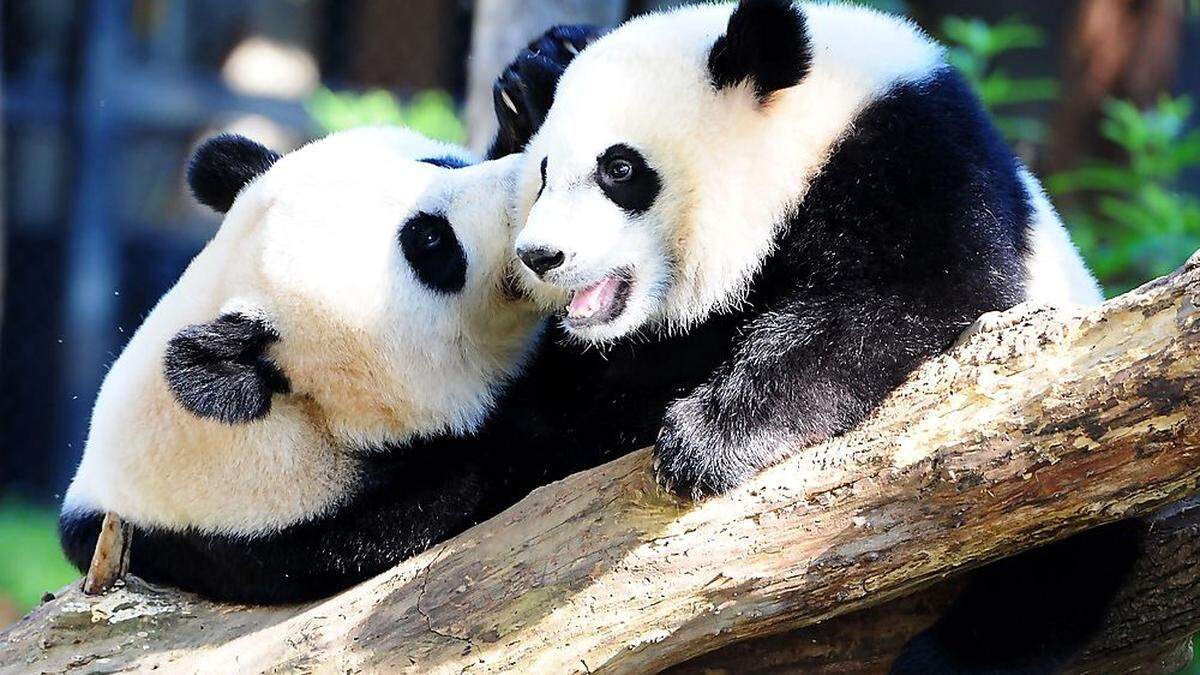 Bambus statt Bambussis: Pandas sind echte Sexmuffel 