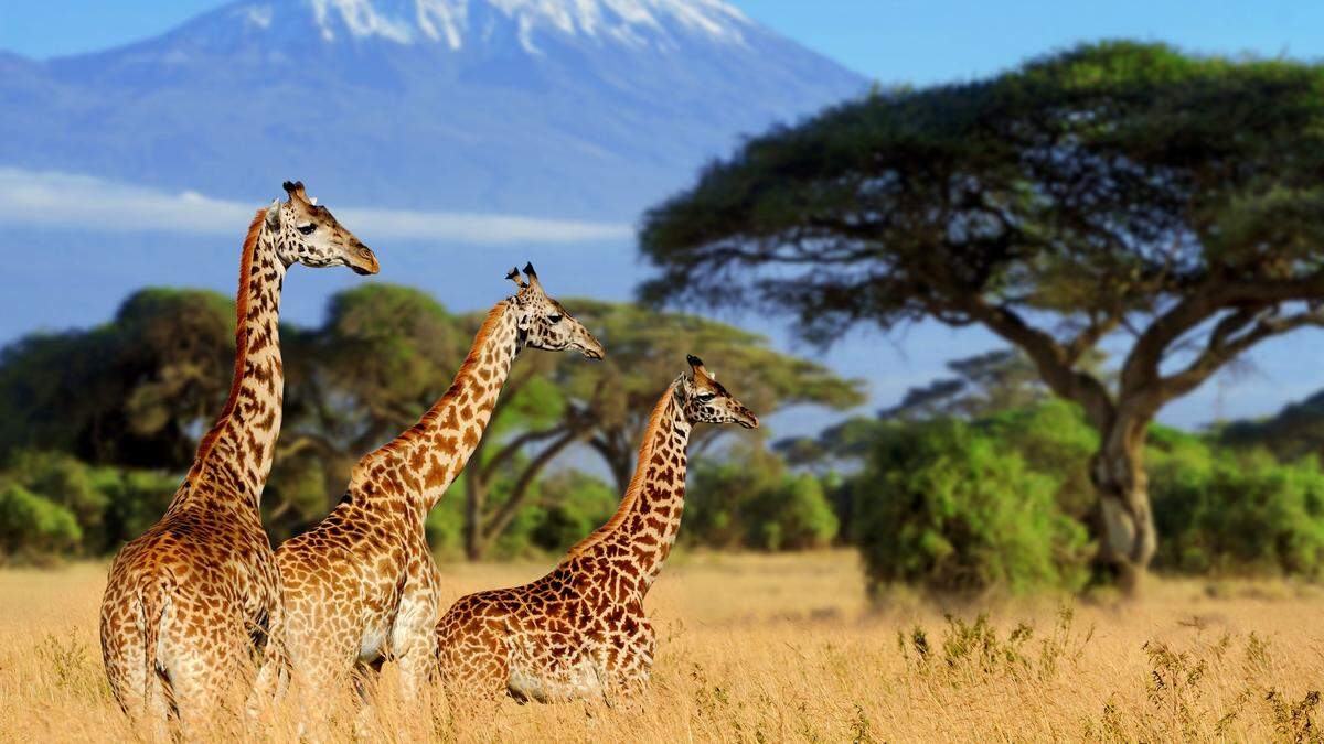 Giraffen kühlen sich durch ihren langen Hals
