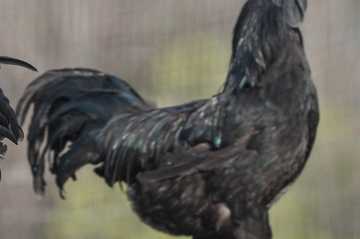 21 unterschiedliche Rassehühner tummeln sich auf dem Bio-Hof. Wie etwa das völlig schwarze Ayam Cemani Huhn. Federn, Kamm und Kehllappen des Tieres sind schwarz. Vom Charakter sind die Hühner lebhaft.