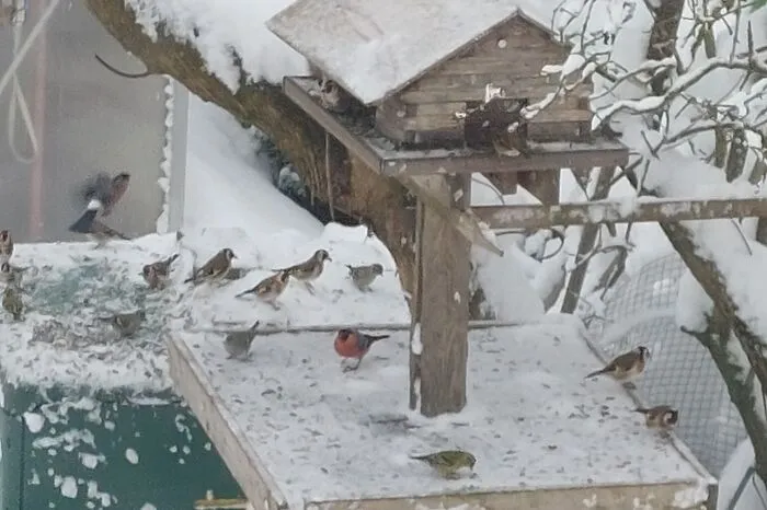 Was sich die Vögel wohl denken? "Das Chalet ist ganz okay, aber dieses Wetter haben wir nicht gebucht."