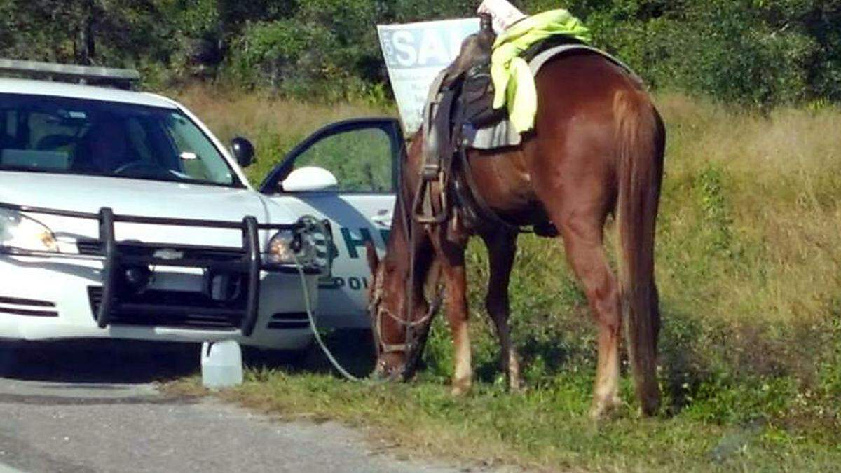 Das Pferd kam in eine Auffangstation des Sheriffs