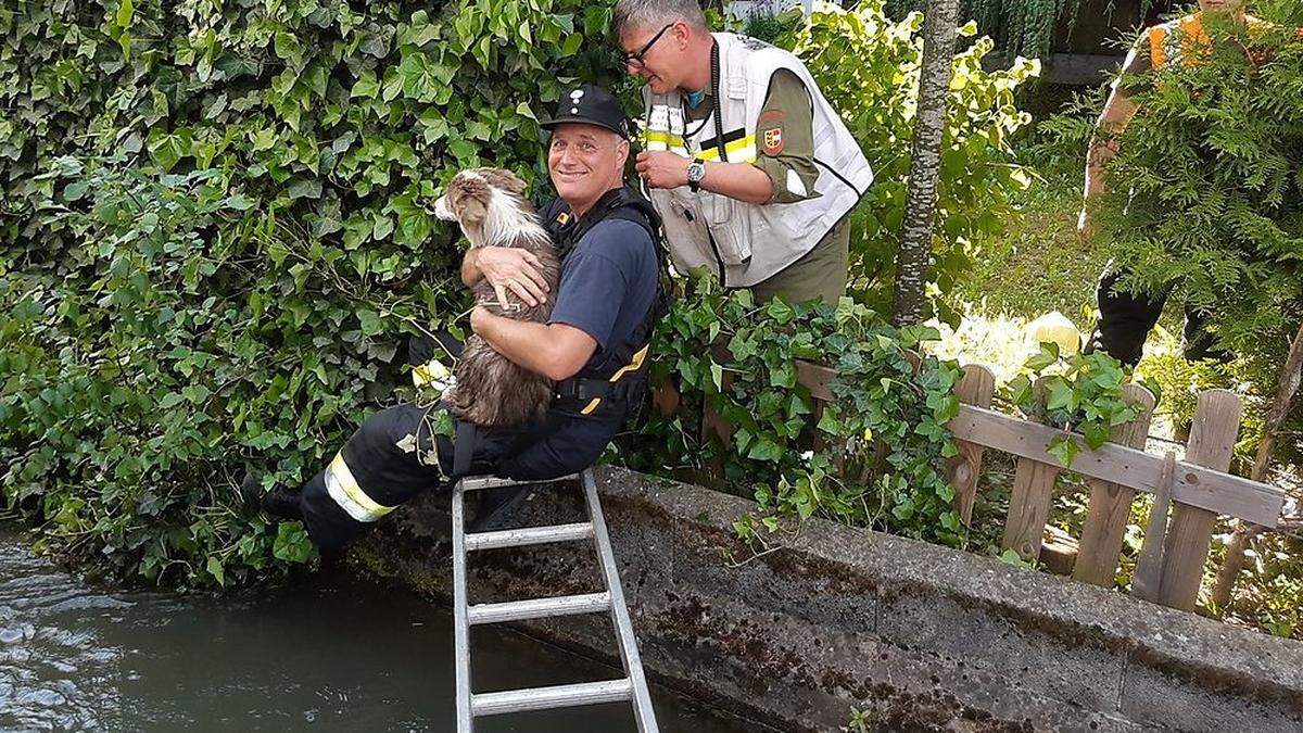 Die Spittaler Feuerwehr rettete einen Hund aus dem Wasserkanal. 