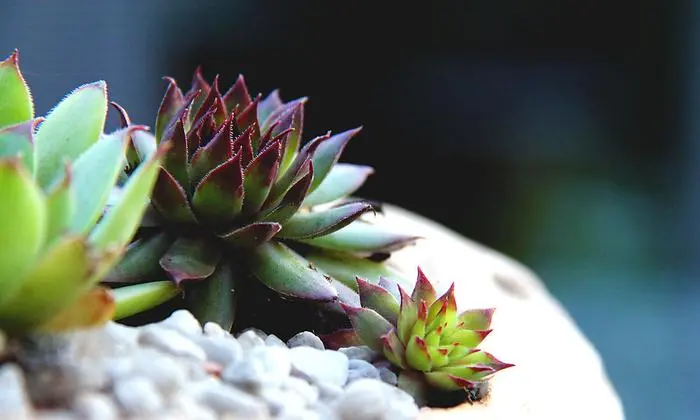 Sukkulenten sind wahre Überlebenskünstler